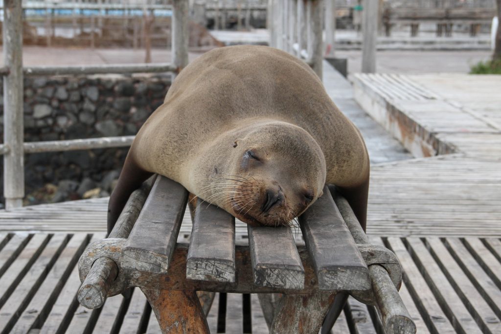 mindfully asleep like a sea lion